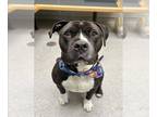 American Pit Bull Terrier DOG FOR ADOPTION RGADN-1177253 - REUBEN - Pit Bull