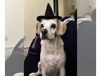 Beagle Mix DOG FOR ADOPTION RGADN-1177255 - Penelope - Beagle / Fox Terrier /