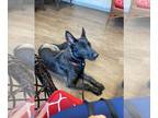 Dutch Shepherd -German Shepherd Dog Mix DOG FOR ADOPTION RGADN-1177258 - Dahlia