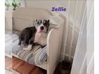 American Pit Bull Terrier DOG FOR ADOPTION RGADN-1177279 - Zellie - American Pit