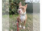 American Pit Bull Terrier Mix DOG FOR ADOPTION RGADN-1177283 - Chip - American