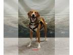 English Foxhound-Treeing Walker Coonhound Mix DOG FOR ADOPTION RGADN-1177290 -