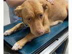 Labrador Retriever Mix DOG FOR ADOPTION RGADN-1177299 - Sheba - Labrador