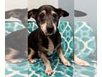 Dachshund Mix DOG FOR ADOPTION RGADN-1177302 - Simon - Dachshund / Mixed (short