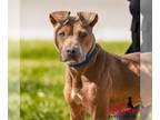 American Pit Bull Terrier DOG FOR ADOPTION RGADN-1177316 - ANNABELLE - Pit Bull