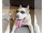 American Pit Bull Terrier DOG FOR ADOPTION RGADN-1177321 - Luna - Pit Bull