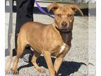 Retriever Mix DOG FOR ADOPTION RGADN-1177334 - Presley - Retriever / Mixed