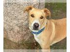 Labrador Retriever Mix DOG FOR ADOPTION RGADN-1177341 - BENJI - Labrador