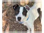 American Pit Bull Terrier Mix DOG FOR ADOPTION RGADN-1177356 - LANTERN - Pit