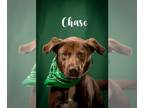 Labrador Retriever Mix DOG FOR ADOPTION RGADN-1177358 - Chase - Labrador