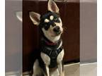 Mix DOG FOR ADOPTION RGADN-1177368 - Sierra - Husky (medium coat) Dog For