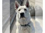 German Shepherd Dog Mix DOG FOR ADOPTION RGADN-1177381 - Osito - German Shepherd