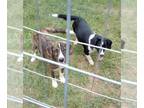 Basset Hound-English Springer Spaniel Mix DOG FOR ADOPTION RGADN-1177404 - Puppy