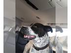 Bullboxer Pit DOG FOR ADOPTION RGADN-1177407 - Blue - American Pit Bull Terrier