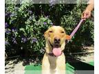 Golden Retriever Mix DOG FOR ADOPTION RGADN-1177438 - Stellaq - Golden Retriever