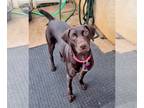 German Shorthaired Pointer DOG FOR ADOPTION RGADN-1177440 - Emma - German