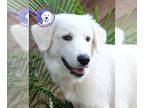 Great Pyrenees DOG FOR ADOPTION RGADN-1177457 - Archie - Great Pyrenees (long