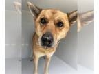 Finnish Spitz Mix DOG FOR ADOPTION RGADN-1177467 - JUNE - Finnish Spitz / Mixed