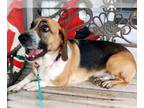Basset Hound Mix DOG FOR ADOPTION RGADN-1177469 - LENNY - Basset Hound / Mixed