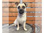 Pug Mix DOG FOR ADOPTION RGADN-1177472 - Mia - Pug / Mixed (short coat) Dog For