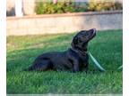 Labrador Retriever DOG FOR ADOPTION RGADN-1177495 - Phoenix - Labrador Retriever