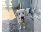 Great Pyrenees DOG FOR ADOPTION RGADN-1177504 - Noodle A419313 - Great Pyrenees
