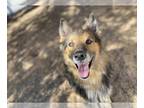 Collie Mix DOG FOR ADOPTION RGADN-1177507 - Frankie - Collie / Mixed (long coat)