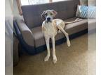 Great Dane Mix DOG FOR ADOPTION RGADN-1177524 - Dane Dawgs : Quinn - Great Dane