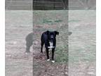 Retriever Mix DOG FOR ADOPTION RGADN-1177526 - Clyde Clover - Retriever / Mixed
