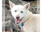 Akita DOG FOR ADOPTION RGADN-1177539 - Taffy - Akita (medium coat) Dog For