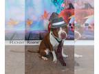 American Pit Bull Terrier Mix DOG FOR ADOPTION RGADN-1177540 - Roane - Pit Bull