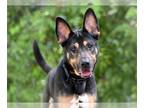 German Shepherd Dog Mix DOG FOR ADOPTION RGADN-1177549 - ENZO - German Shepherd