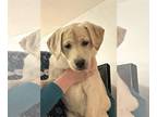 Labrador Retriever DOG FOR ADOPTION RGADN-1177589 - Tilly's puppies - Labrador