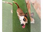 Australian Shepherd Mix DOG FOR ADOPTION RGADN-1177597 - AERIE - Australian