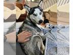 Siberian Husky DOG FOR ADOPTION RGADN-1177611 - Pippa - Siberian Husky / Husky