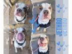 American Pit Bull Terrier DOG FOR ADOPTION RGADN-1177617 - Jethro - Pit Bull