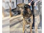 German Shepherd Dog Mix DOG FOR ADOPTION RGADN-1177628 - Pearl - German Shepherd