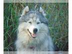 Alaskan Malamute DOG FOR ADOPTION RGADN-1177629 - Oso - Alaskan Malamute / Husky