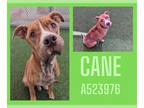 American Pit Bull Terrier DOG FOR ADOPTION RGADN-1177636 - CANE - Pit Bull
