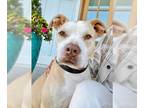 American Staffordshire Terrier-Labrador Retriever Mix DOG FOR ADOPTION