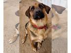 German Shepherd Dog Mix DOG FOR ADOPTION RGADN-1177701 - Charlie - German