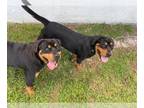 Rottweiler DOG FOR ADOPTION RGADN-1177703 - Z COURTESY LISTING: Miles and Muffin
