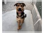 German Shepherd Dog Mix DOG FOR ADOPTION RGADN-1177713 - BRONCO - German