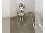 Mix DOG FOR ADOPTION RGADN-1177717 - JACK - Husky (medium coat) Dog For