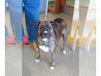 Staffordshire Bull Terrier DOG FOR ADOPTION RGADN-1177726 - GINA - Staffordshire