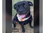 Rottweiler-American Pit Bull Terrier DOG FOR ADOPTION RGADN-1177738 - JUNO -