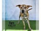 Plott Hound Mix DOG FOR ADOPTION RGADN-1177760 - TIGRE - Plott Hound / Mixed