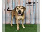 Mastiff Mix DOG FOR ADOPTION RGADN-1177769 - MONTE - Mastiff / Mixed (medium