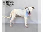 Labrador Retriever-Siberian Husky Mix DOG FOR ADOPTION RGADN-1177771 - WITHERS -