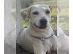 Labrador Retriever Mix DOG FOR ADOPTION RGADN-1177781 - Chance - Labrador